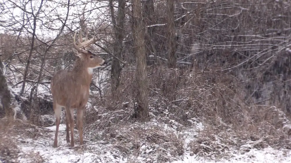 Alabama cold fronts and weather fronts get the deer on their feet earlier