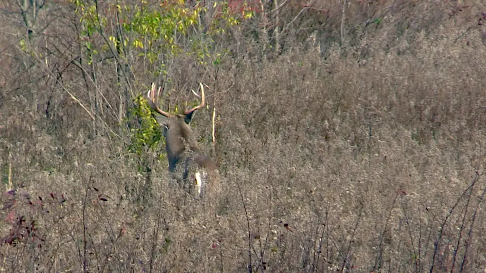 Big Georgia Buck sneaking away from a deer hunters presence