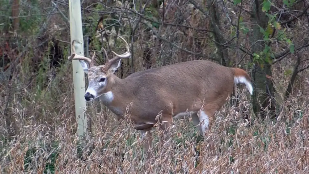 6 Indiana Deer Hunting tips to make you a better deer hunter