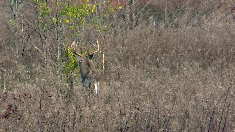 Big Indiana Buck sneaking away from a deer hunters presence