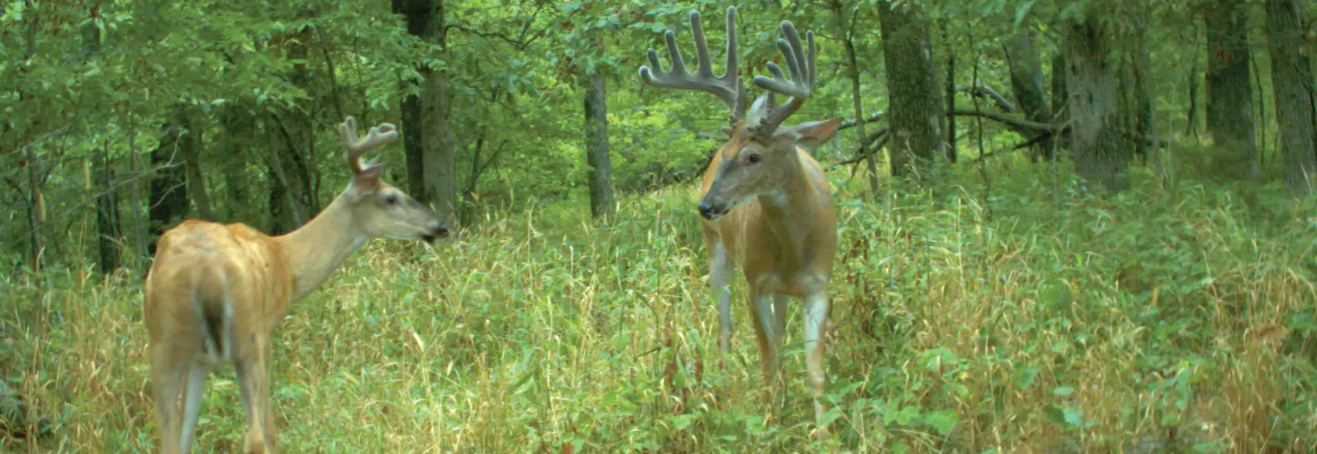 Tips to becoming a better Virginia Deer Hunter