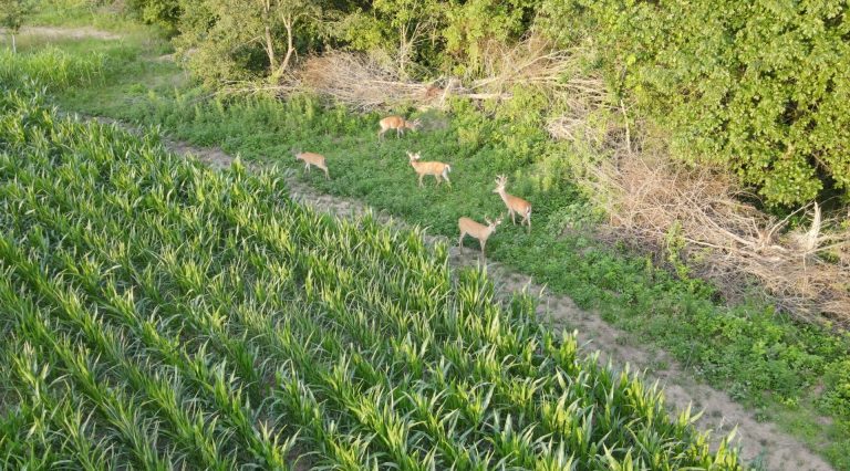 173 acre hunting farm for sale in Crawford County, Illinois