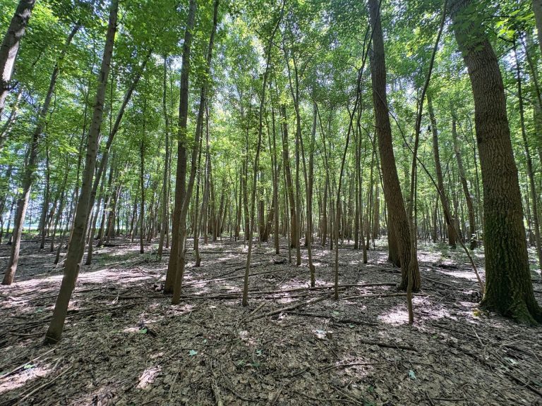 173 acre hunting farm for sale in Crawford County, Illinois