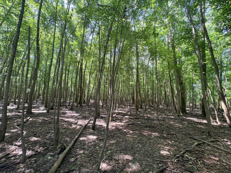 173 acre hunting farm for sale in Crawford County, Illinois