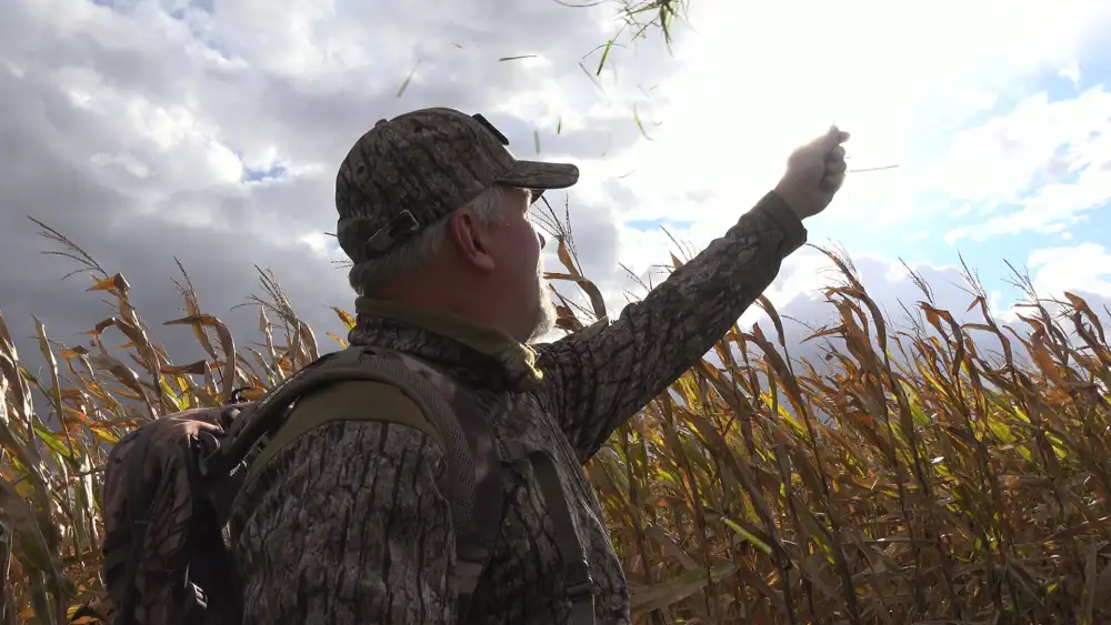 Hunter checking the wind direction beside a cornfield