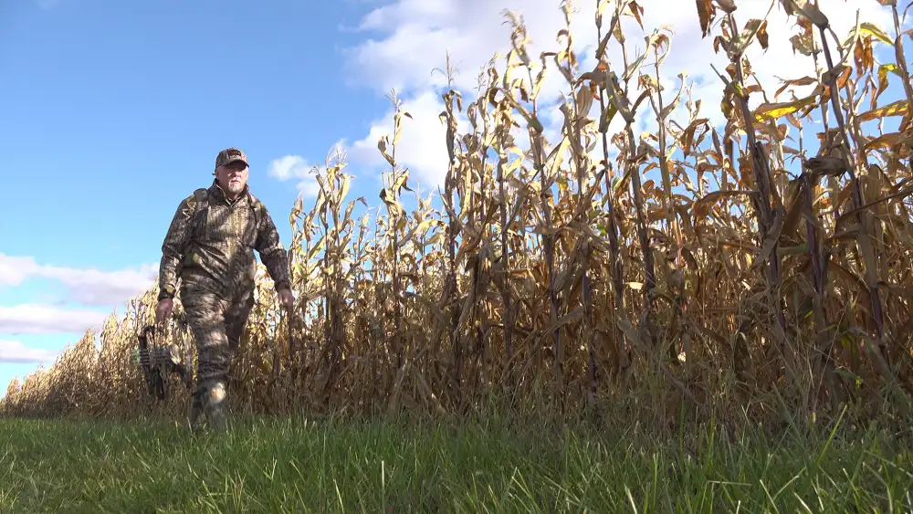 Hunter walking along a standing cornfield