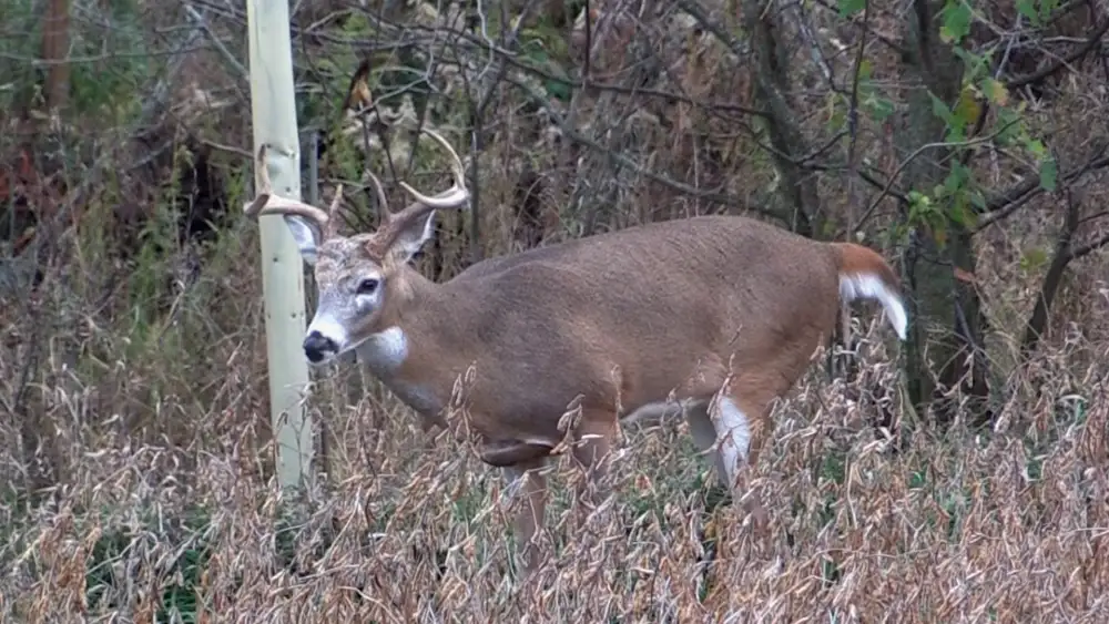 Mature whitetail buck walking past a tree