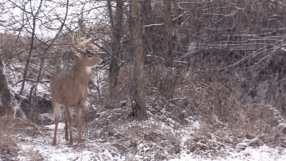 Buck on its feet in the snow after a cold front